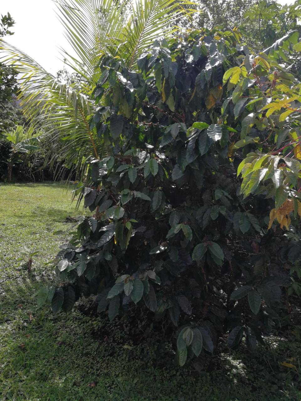 Bijagua paradise Río Celeste Exterior foto